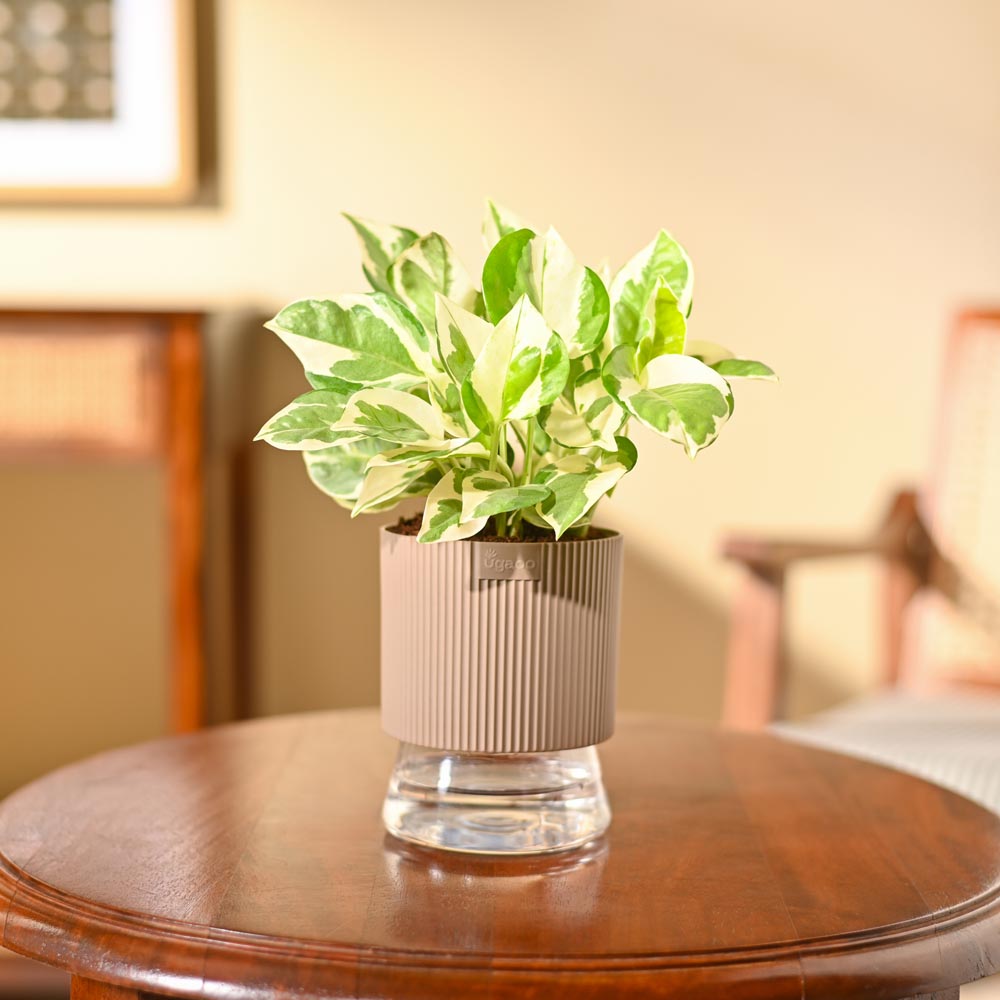 Money Plant N&