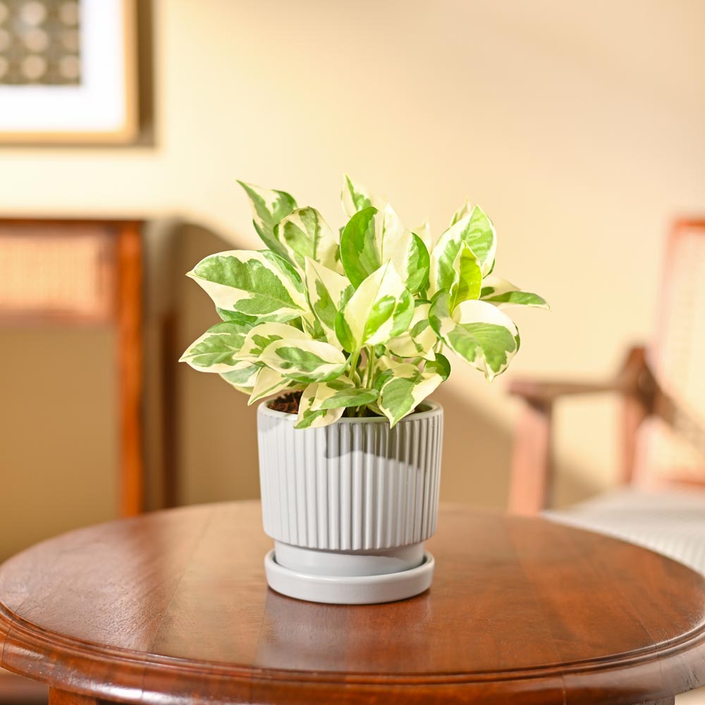 Money Plant N&