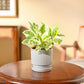 Money Plant N&