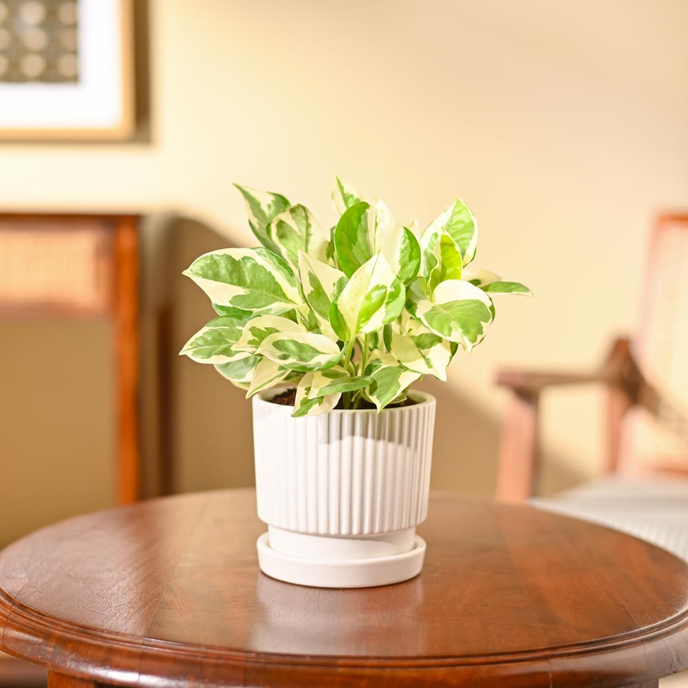 Money Plant N&