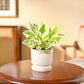 Money Plant N&