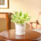 Money Plant N&