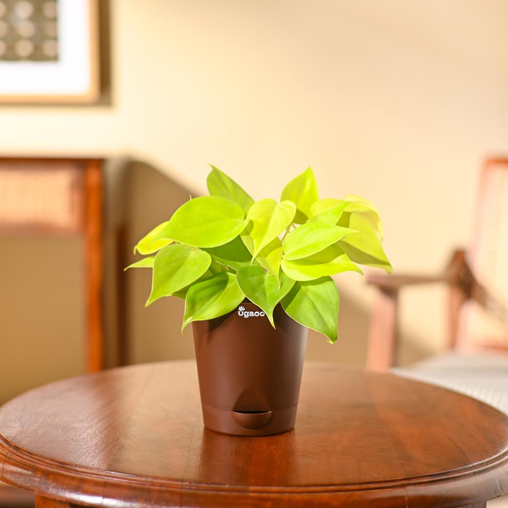 Philodendron Oxycardium Golden Plant