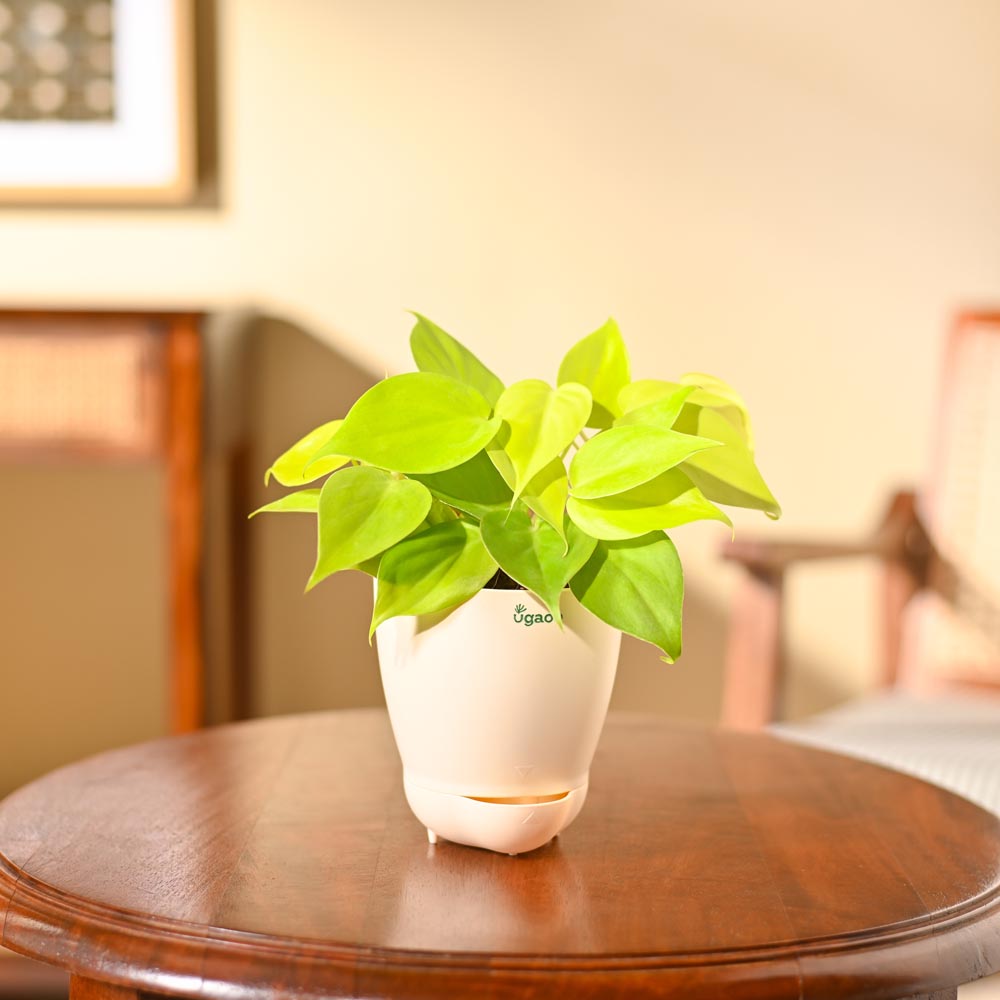 Philodendron Oxycardium Golden Plant