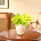 Philodendron Oxycardium Golden Plant