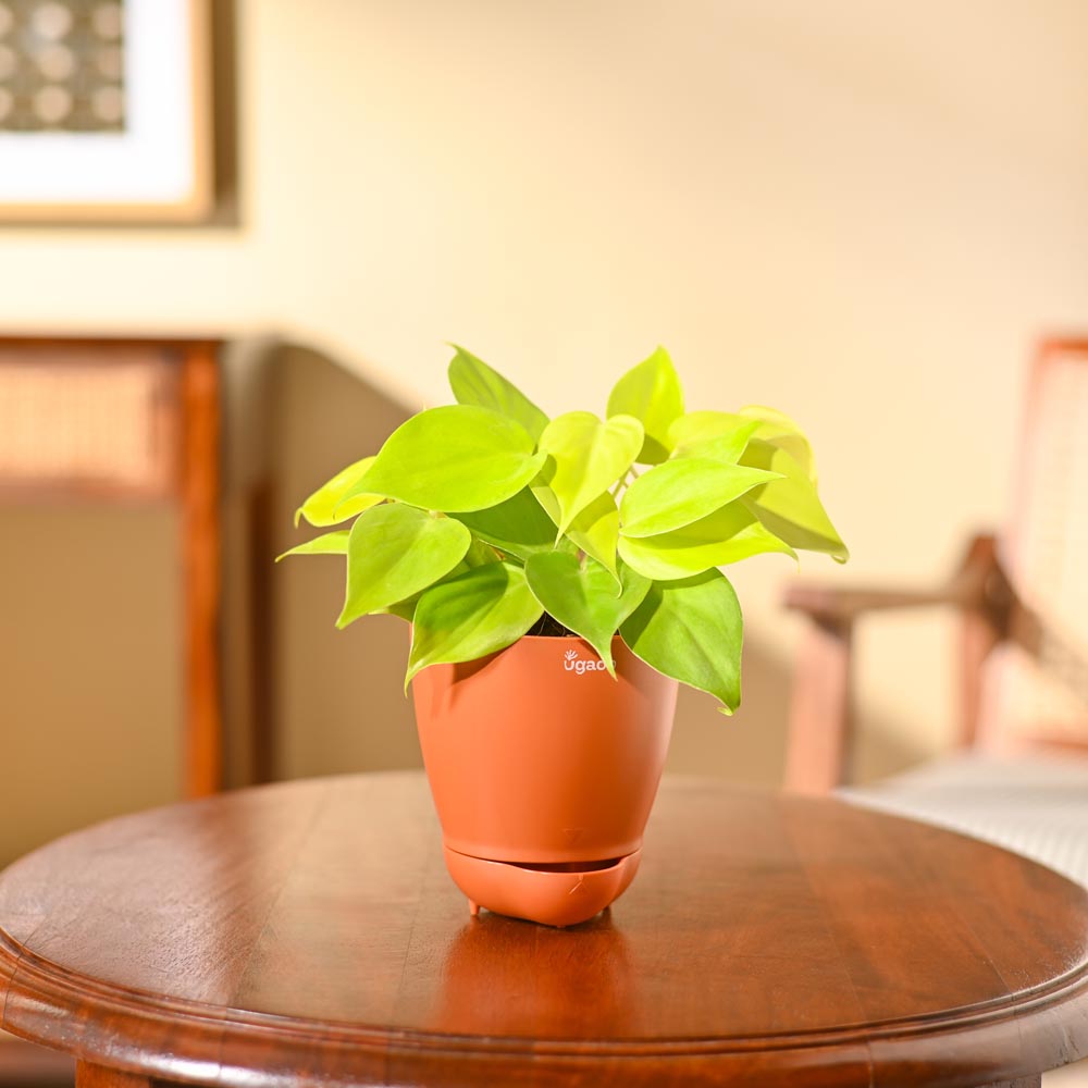 Philodendron Oxycardium Golden Plant