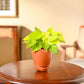 Philodendron Oxycardium Golden Plant