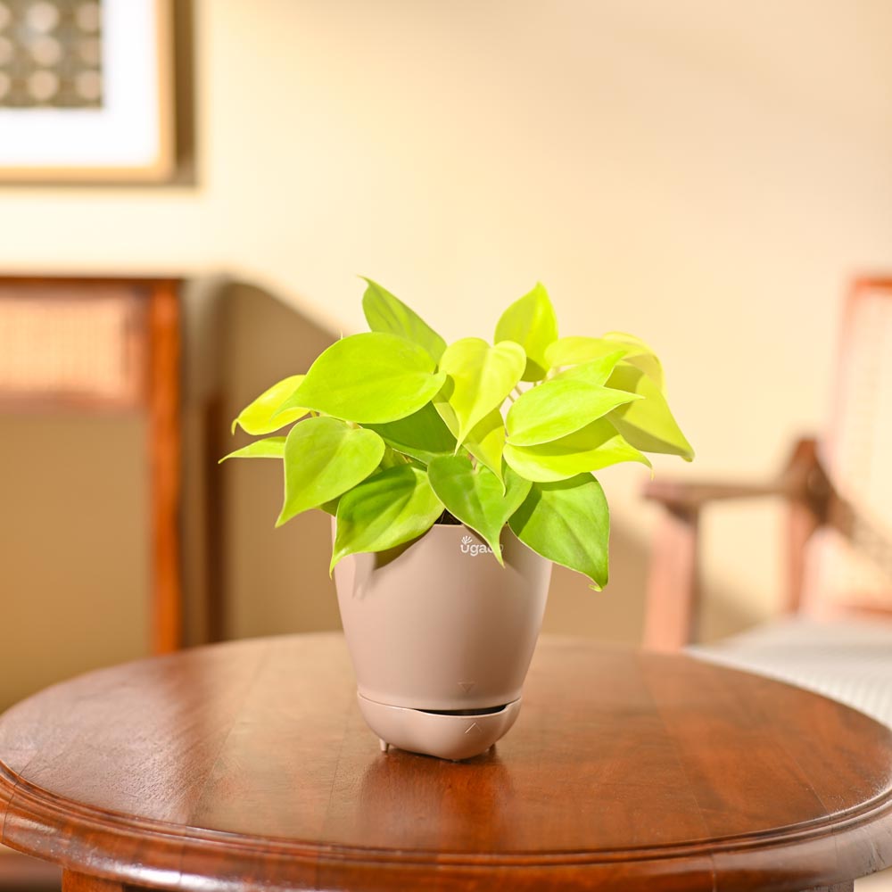 Philodendron Oxycardium Golden Plant