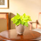Philodendron Oxycardium Golden Plant