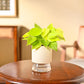 Philodendron Oxycardium Golden Plant