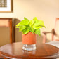 Philodendron Oxycardium Golden Plant