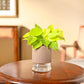 Philodendron Oxycardium Golden Plant