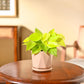 Philodendron Oxycardium Golden Plant