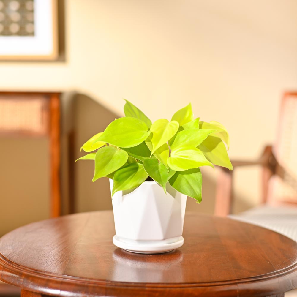 Philodendron Oxycardium Golden Plant