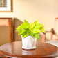 Philodendron Oxycardium Golden Plant