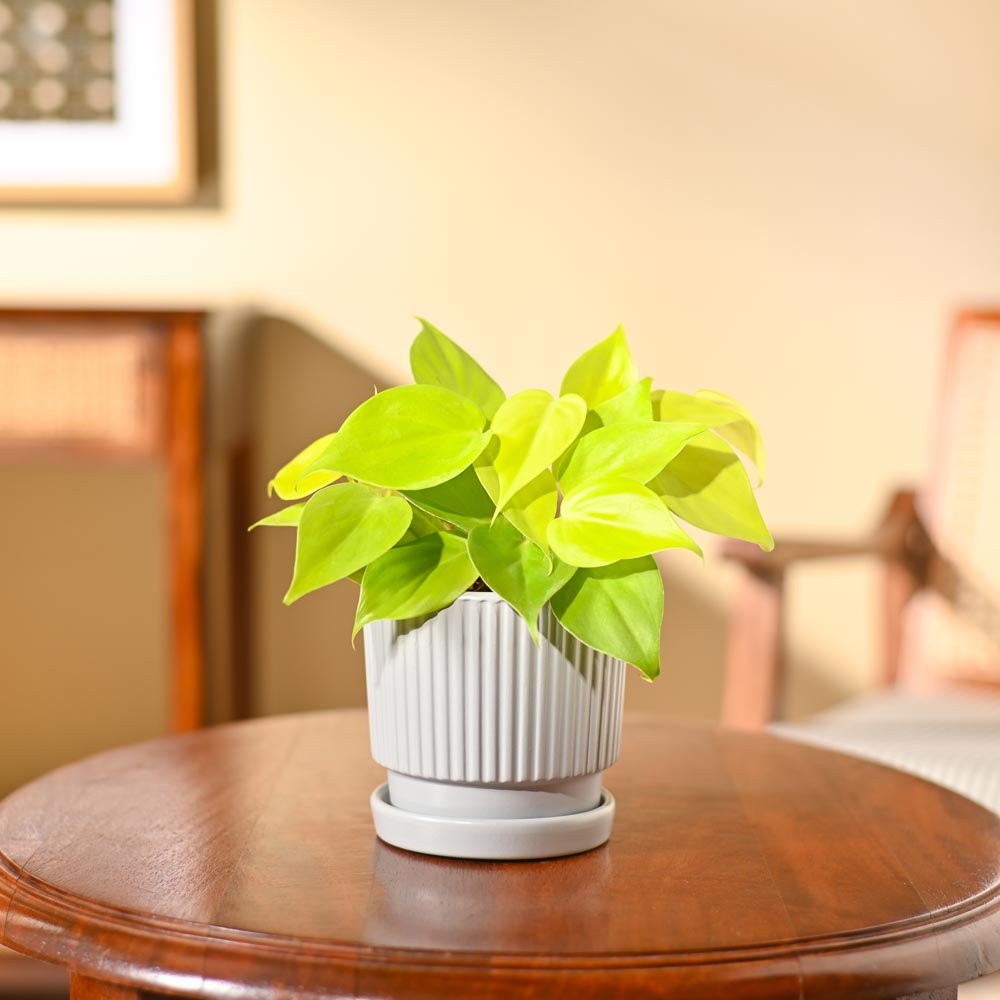 Philodendron Oxycardium Golden Plant