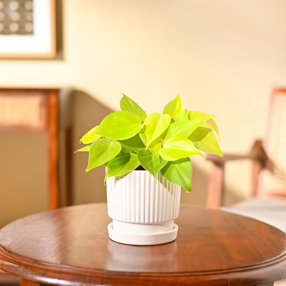 Philodendron Oxycardium Golden Plant