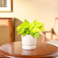 Philodendron Oxycardium Golden Plant