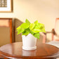 Philodendron Oxycardium Golden Plant