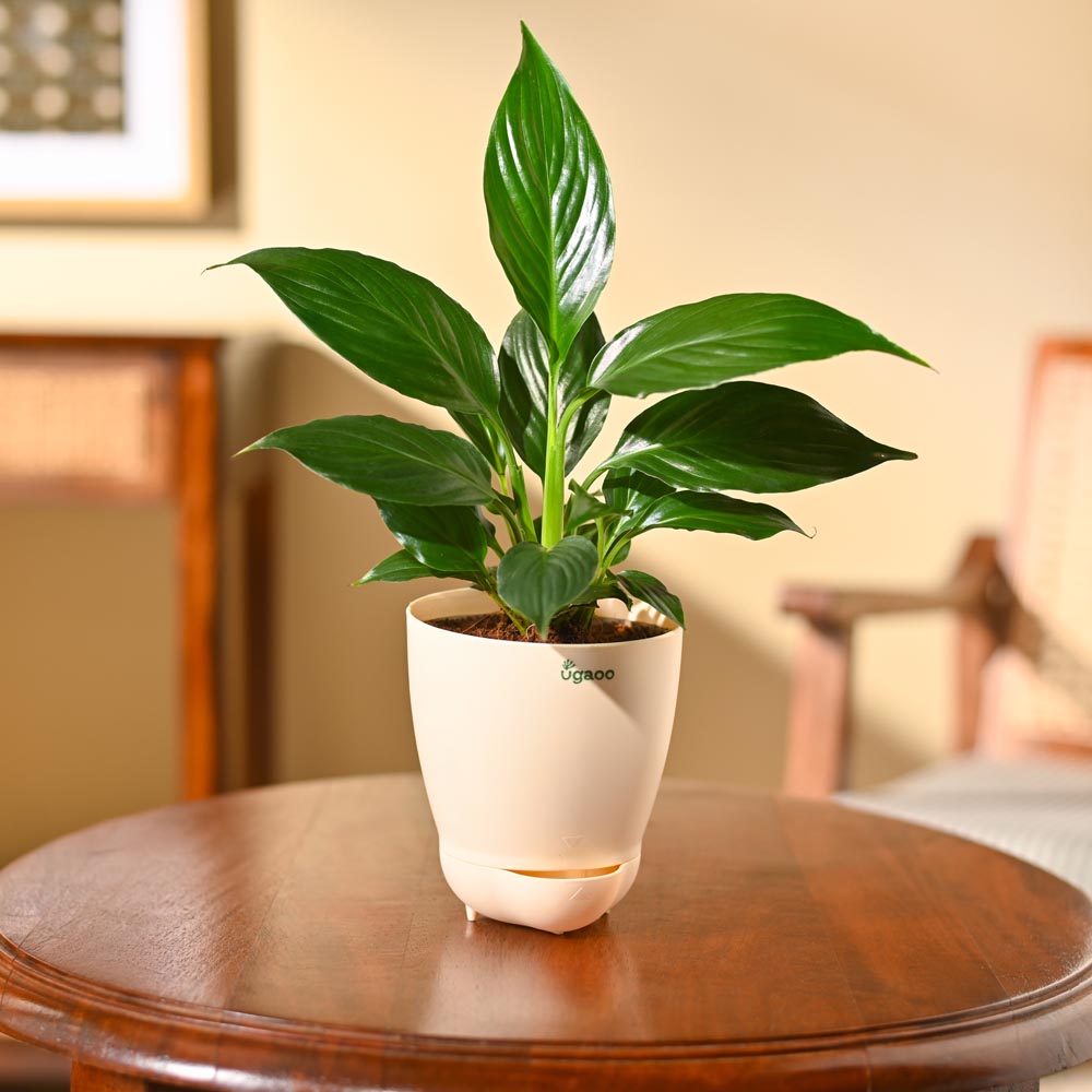 Peace Lily Plant