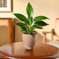 Peace Lily Plant