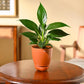 Peace Lily Plant