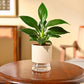 Peace Lily Plant