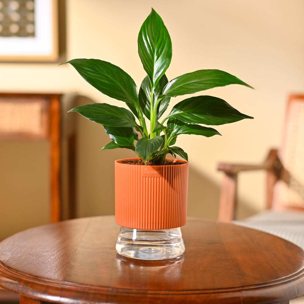 Peace Lily Plant