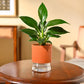 Peace Lily Plant