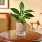 Peace Lily Plant