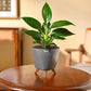 Peace Lily Plant