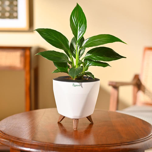 Peace Lily Plant