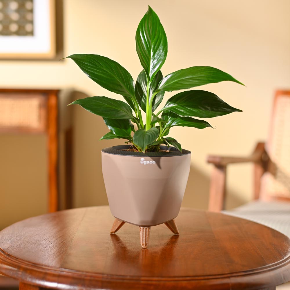 Peace Lily Plant