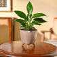 Peace Lily Plant