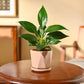 Peace Lily Plant