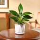 Peace Lily Plant