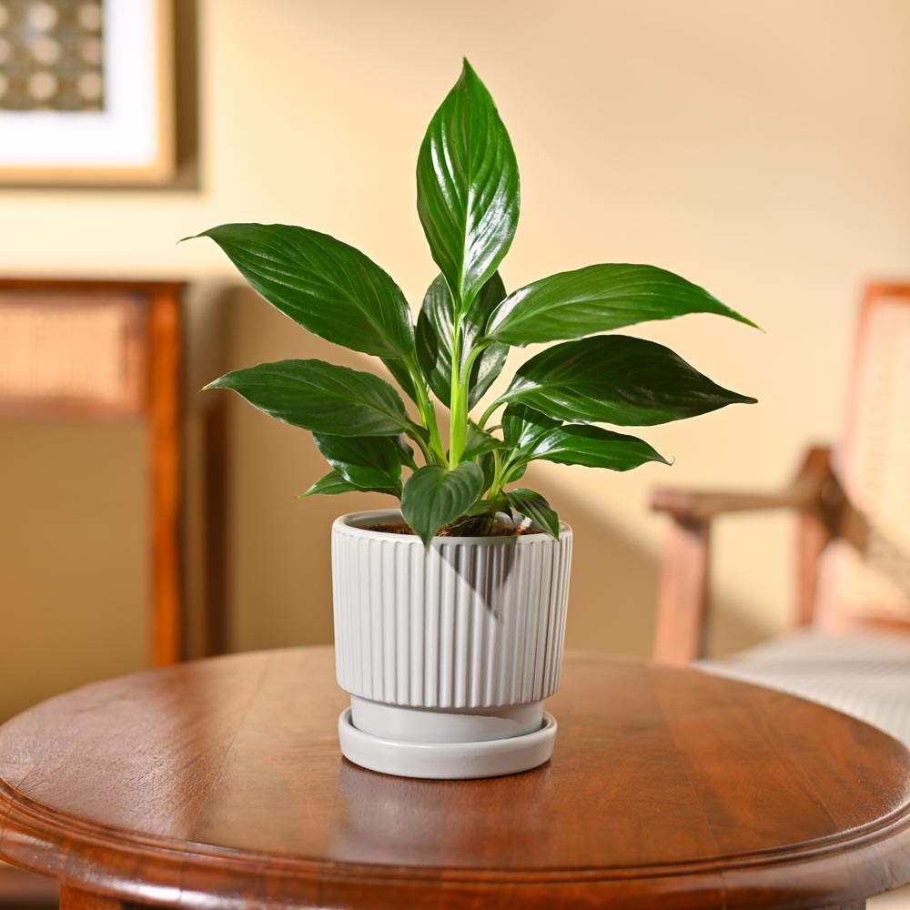 Peace Lily Plant