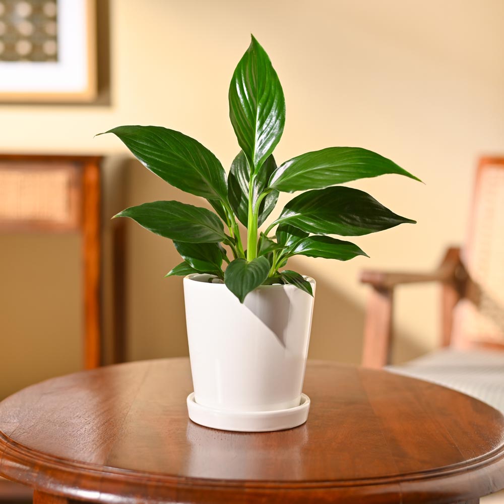 Peace Lily Plant