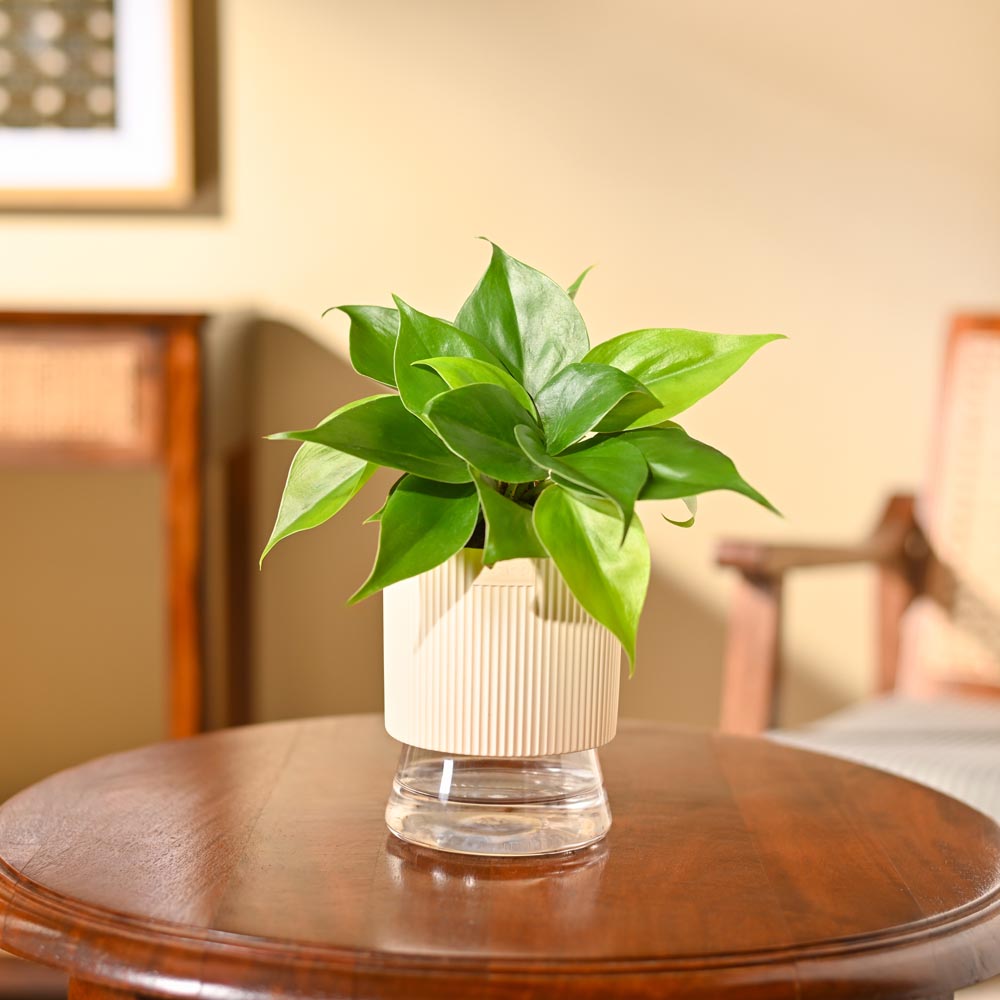 Philodendron Oxycardium Green Plant