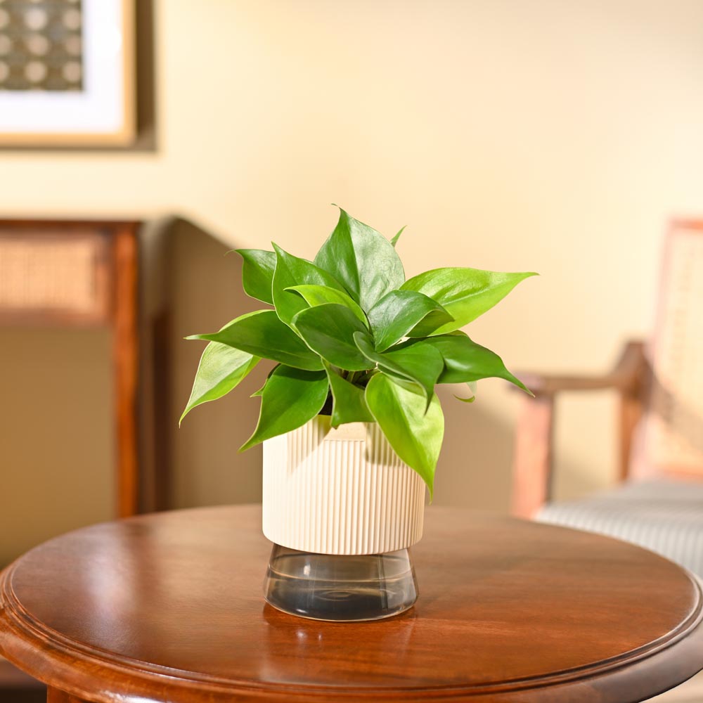 Philodendron Brasil Plant