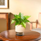 Philodendron Brasil Plant