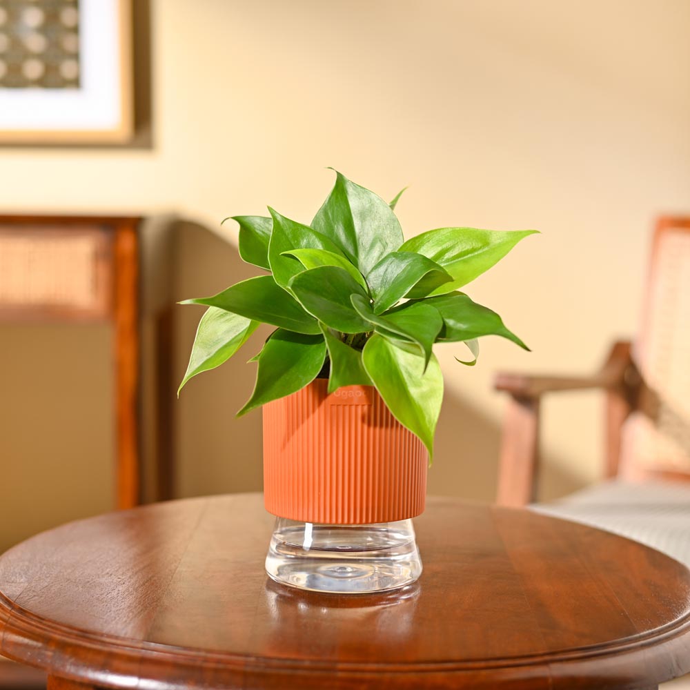 Philodendron Oxycardium Green Plant