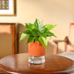 Philodendron Oxycardium Green Plant