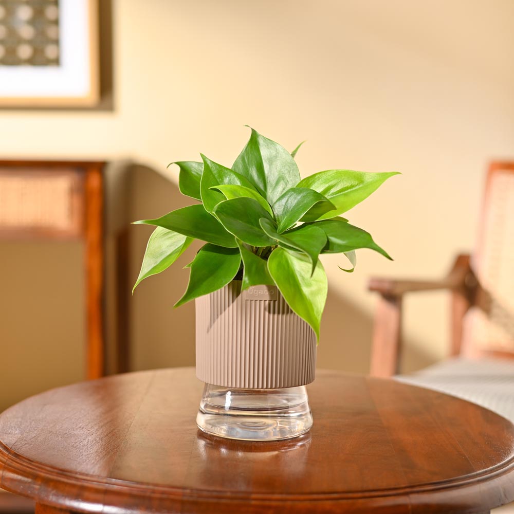 Philodendron Oxycardium Green Plant