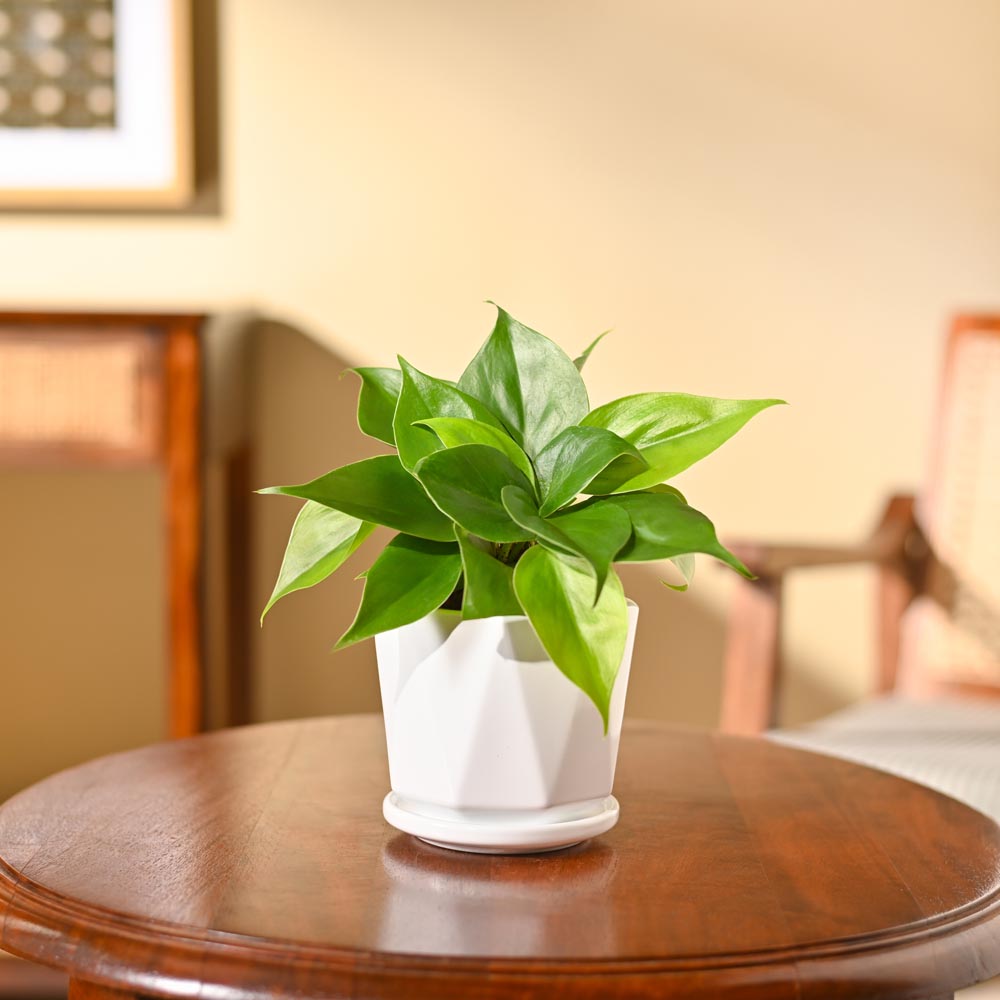 Philodendron Oxycardium Green Plant