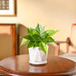 Philodendron Oxycardium Green Plant