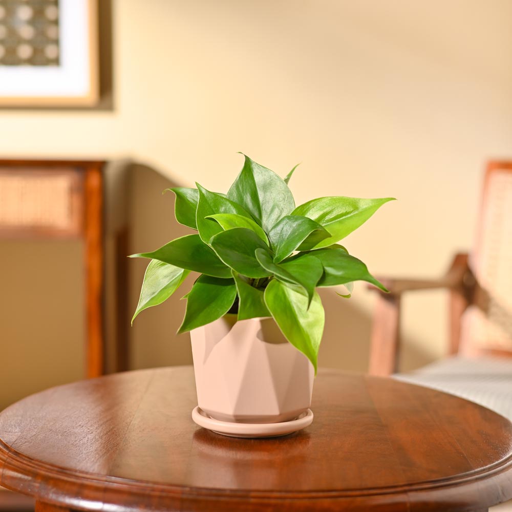 Philodendron Oxycardium Green Plant
