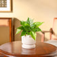 Philodendron Oxycardium Green Plant