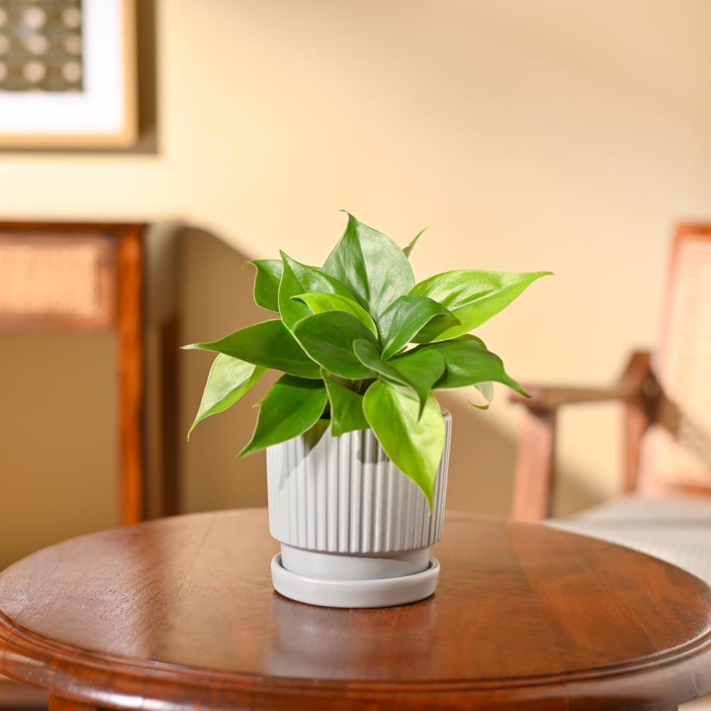 Philodendron Oxycardium Green Plant