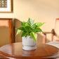 Philodendron Oxycardium Green Plant